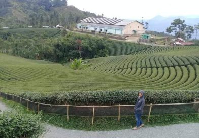 Destinasi Wisata Kebun teh di Lebak Banten Indah alam nya sungguh menakjubkan Destinasi Wisata Kebun teh di Lebak Banten Indah alam nya sungguh menakjubkan