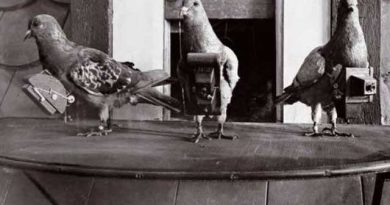 4 Alat Mata-Mata Canggih yang Menyerupai Hewan 4 Alat Mata-Mata Canggih yang Menyerupai Hewan