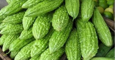 Buah Parea Bisa Mengatasi 9 Jenis Penyakit Kronis Buah Parea Bisa Mengatasi 9 Jenis Penyakit Kronis