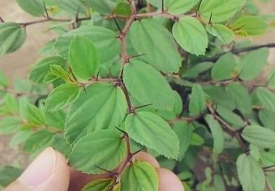 6 Manfaat Daun Bidara Untuk Kesehatan Tubuh 6 Manfaat Daun Bidara Untuk Kesehatan Tubuh