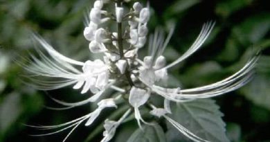 Ada 9 Tanaman Bisa Bikin Penyakit Sembuh, Apa Saja ? Ada 9 Tanaman Bisa Bikin Penyakit Sembuh, Apa Saja ?