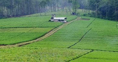 PT Wilmar Bakal Garap 500 Hektare Lahan Padi Di Serang PT Wilmar Bakal Garap 500 Hektare Lahan Padi Di Serang