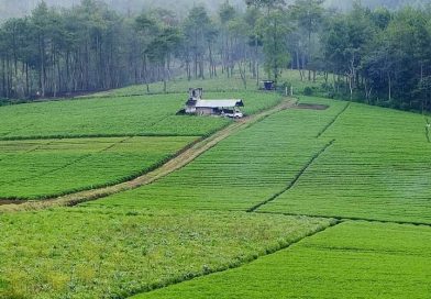 PT Wilmar Bakal Garap 500 Hektare Lahan Padi Di Serang PT Wilmar Bakal Garap 500 Hektare Lahan Padi Di Serang