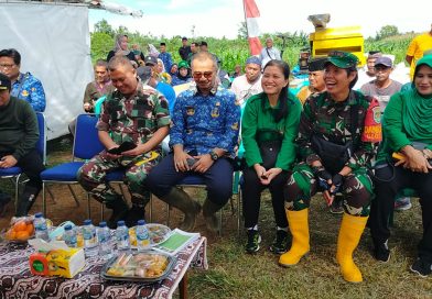 Poktan Jabon Adiasa Mandiri Cipocok jaya Panen Raya Jagung Poktan Jabon Adiasa Mandiri Cipocok jaya Panen Raya Jagung