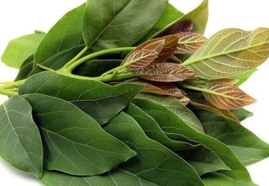 Ada 8 Khasiat Rebusan Daun Alpukat Untuk Kesehatan Tubuh Ada 8 Khasiat Rebusan Daun Alpukat Untuk Kesehatan Tubuh