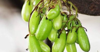 Selain Belimbing Wuluh, Ini Buah-Buah yang Bikin Kolesterol dan Darah Tinggi Kandas Selain Belimbing Wuluh, Ini Buah-Buah yang Bikin Kolesterol dan Darah Tinggi Kandas