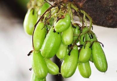 Selain Belimbing Wuluh, Ini Buah-Buah yang Bikin Kolesterol dan Darah Tinggi Kandas