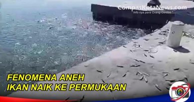 Dugaan Penyebab Fenomena Aneh Ribuan Ikan Naik Kedarat Dugaan Penyebab Fenomena Aneh Ribuan Ikan Naik Kedarat