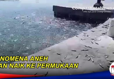 Dugaan Penyebab Fenomena Aneh Ribuan Ikan Naik Kedarat Dugaan Penyebab Fenomena Aneh Ribuan Ikan Naik Kedarat