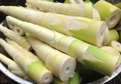 Manfaat Rebung Atau Bambu Muda Untuk Kesehatan Tubuh, Apa Saja? Manfaat Rebung Atau Bambu Muda Untuk Kesehatan Tubuh, Apa Saja?