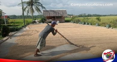 Harga Gabah Naik, Pendapatan Petani Padi Sawah Di Lebak Meningkat Harga Gabah Naik, Pendapatan Petani Padi Sawah Di Lebak Meningkat