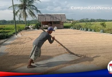 Harga Gabah Naik, Pendapatan Petani Padi Sawah Di Lebak Meningkat Harga Gabah Naik, Pendapatan Petani Padi Sawah Di Lebak Meningkat