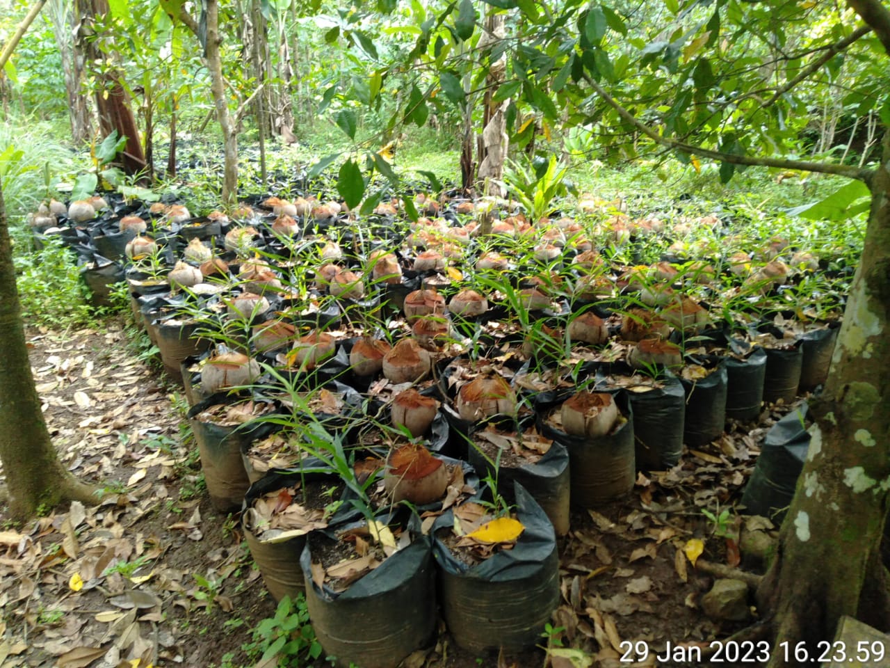 Di Duga Anggaran Desa Yang 20% Untuk Ketapang (Ketahanan pangan) di Bikin Program Akal Akalan Di Duga Anggaran Desa Yang 20% Untuk Ketapang (Ketahanan pangan) di Bikin Program Akal Akalan