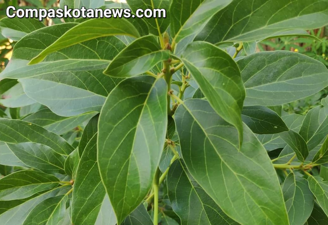 Inilah 6 Manfaat Daun Alpukat Yang Belum Banyak Diketahui Oleh Masyarakat Luas Inilah 6 Manfaat Daun Alpukat Yang Belum Banyak Diketahui Oleh Masyarakat Luas