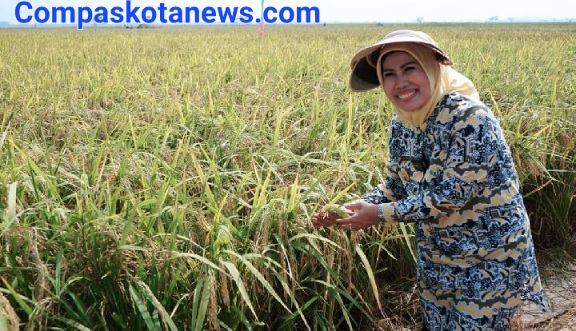 Pemkab Serang Berprestasi Bidang Pertanian, Ratu Tatu Raih Satyalancana Wira Karya Pemkab Serang Berprestasi Bidang Pertanian, Ratu Tatu Raih Satyalancana Wira Karya