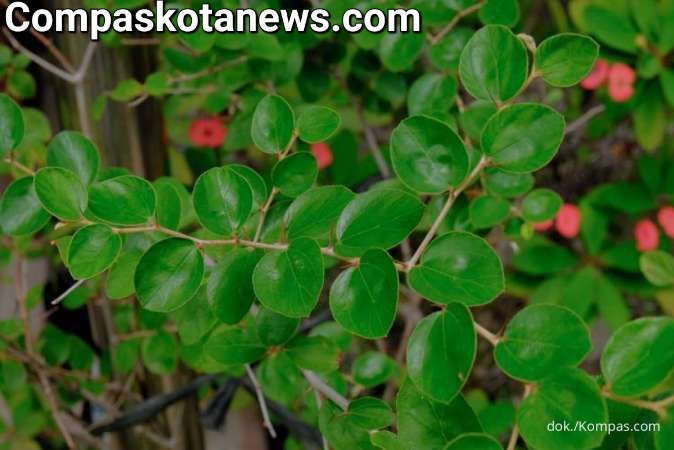 6 Manfaat Daun Bidara Untuk Kesehatan Tubuh Jika Dikonsumsi Dengan Baik Dan Benar. 6 Manfaat Daun Bidara Untuk Kesehatan Tubuh Jika Dikonsumsi Dengan Baik Dan Benar.