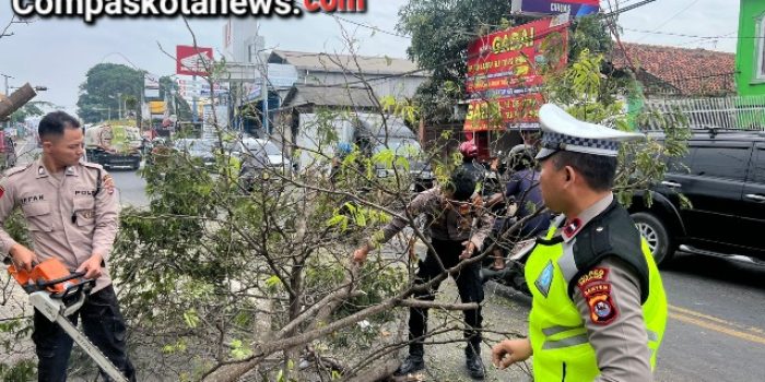 Jajaran anggota Polres Kab Serang berhasil mevakuasi pohon yang tumbang di jalan raya serang - Jakarta.