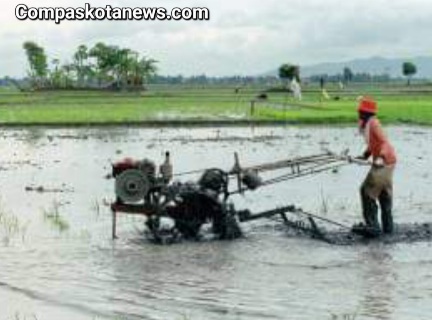 5 Daerah Penghasil Padi Terbesar dan terbanyak di Banten, Jangan Kaget Kalau Nomor 1 Bukan Lebak atau Serang 5 Daerah Penghasil Padi Terbesar dan terbanyak di Banten, Jangan Kaget Kalau Nomor 1 Bukan Lebak atau Serang