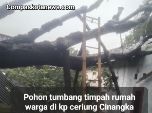 Pohon Raksasa Tumbang dan Timpah Rumah di Kp. Ciriung Pohon Raksasa Tumbang dan Timpah Rumah di Kp. Ciriung