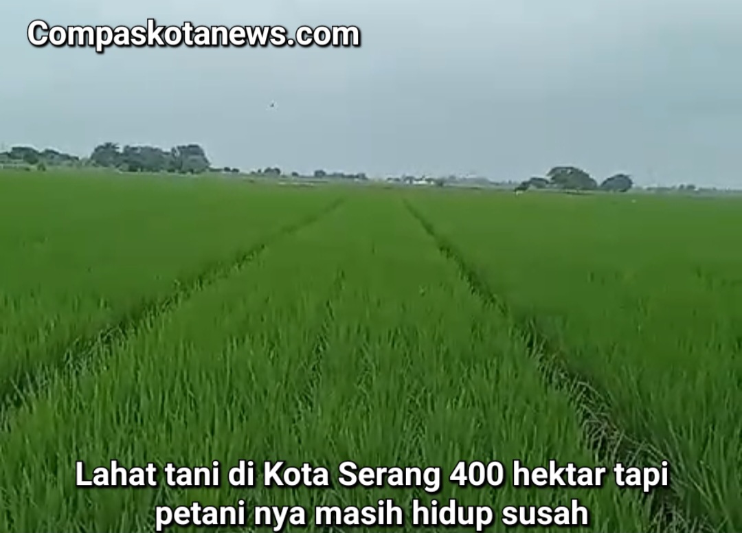 Bantuan Mesin RMU Ada, Lahan Sawah Dikota Serang 400 Hektare Tapi Hidup Para Petani nya masih Susah:Ada Apa dengan DKP3 Kota Serang? Bantuan Mesin RMU Ada, Lahan Sawah Dikota Serang 400 Hektare Tapi Hidup Para Petani nya masih Susah:Ada Apa dengan DKP3 Kota Serang?