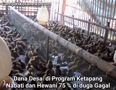 Hasil Telusur Awak Media Compaskotanews.com Dibeberapa Desa di Kab. Serang, Program Ketapang (Ketahanan pangan) 75 % Diduga Gagal Hasil Telusur Awak Media Compaskotanews.com Dibeberapa Desa di Kab. Serang, Program Ketapang (Ketahanan pangan) 75 % Diduga Gagal