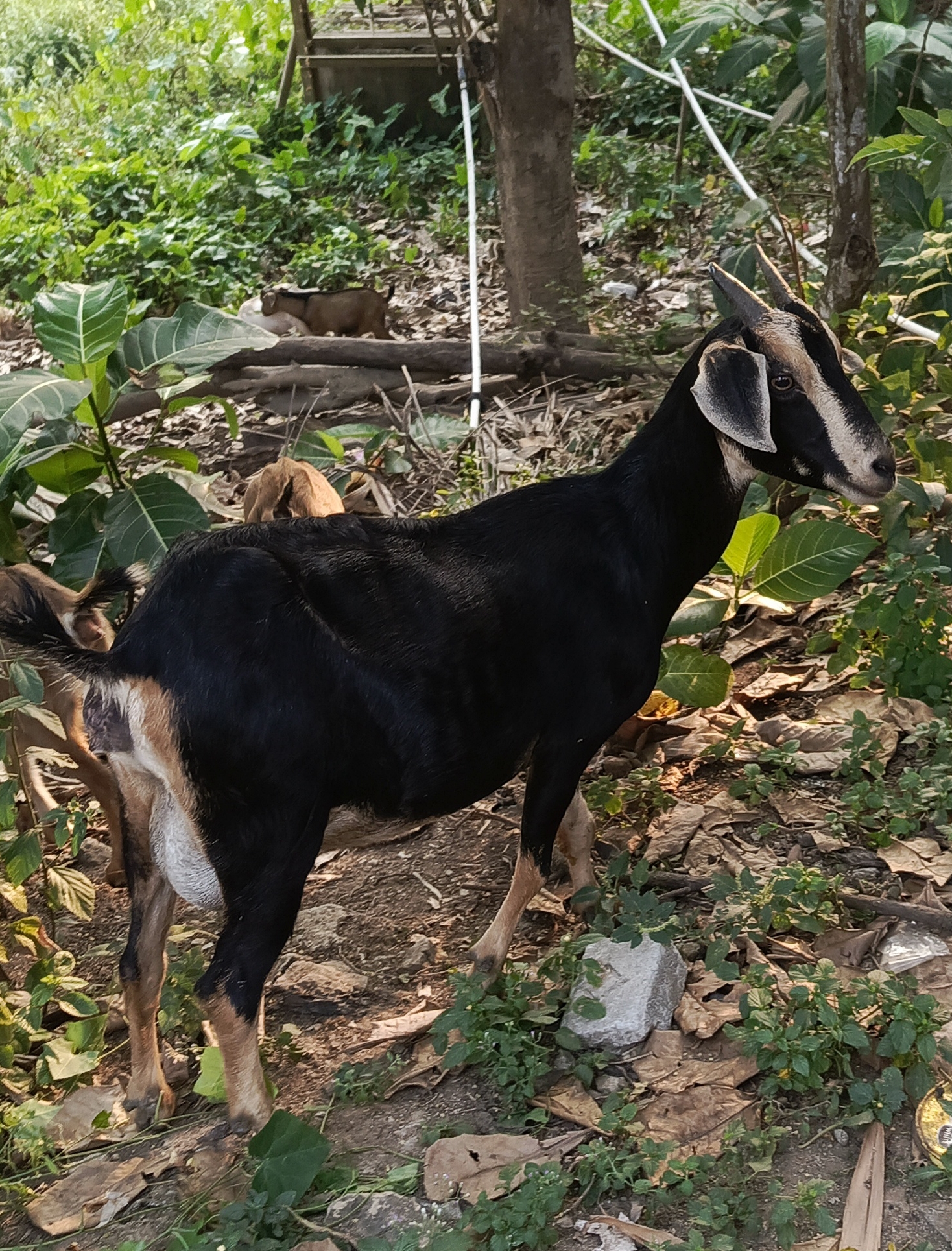 Selamatkan Hewan Ternak Asli Ras Banten Yang Hampir Punah! Selamatkan Hewan Ternak Asli Ras Banten Yang Hampir Punah!