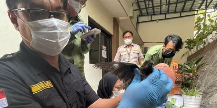 Balai Karantina Banten Gagalkan Penyelundupan 742 Burung Ilegal di Pelabuhan Merak