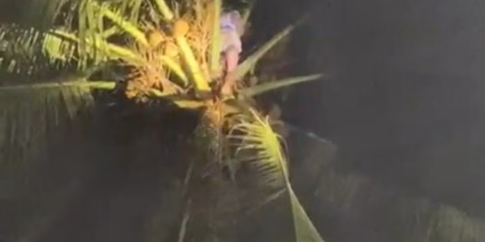 Santri Di Pandeglang Terjebak 2 Jam di Atas Pohon Kelapa 20 Meter, Damkar Datang Langsung Panik Lihat Kondisinya!