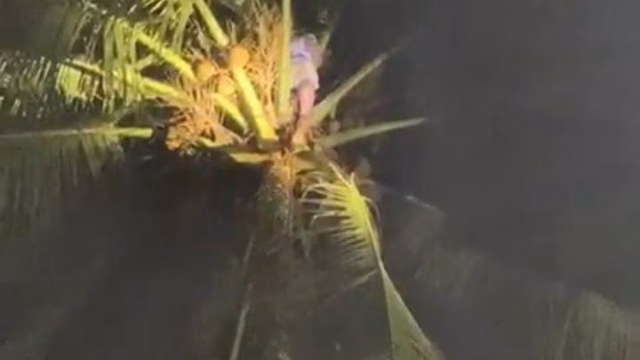 NGERI BANGET! Santri Di Pandeglang Terjebak 2 Jam di Atas Pohon Kelapa 20 Meter, Damkar Datang Langsung Panik Lihat Kondisinya! NGERI BANGET! Santri Di Pandeglang Terjebak 2 Jam di Atas Pohon Kelapa 20 Meter, Damkar Datang Langsung Panik Lihat Kondisinya!