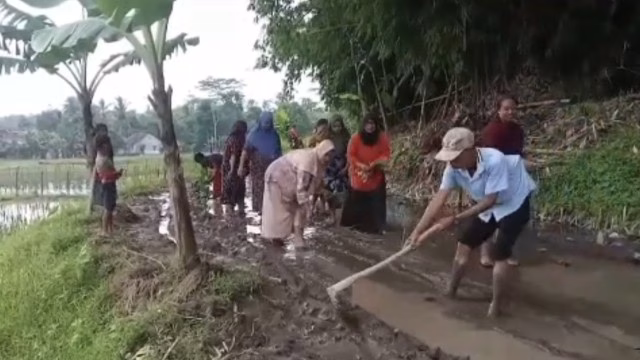 Warga Kampung Parung Tanam Padi dan Pohon Pisang di Jalan Rusak, Bentuk Protes Minta Perbaikan Warga Kampung Parung Tanam Padi dan Pohon Pisang di Jalan Rusak, Bentuk Protes Minta Perbaikan