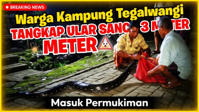 Warga Kampung Tegalwangi Tangkap Ular Sanca 3 Meter Masuk Permukiman Warga Kampung Tegalwangi Tangkap Ular Sanca 3 Meter Masuk Permukiman
