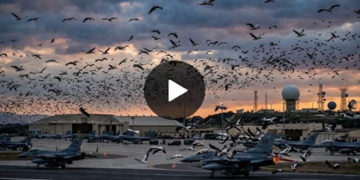Jutaan Burung Migran Jadi Tantangan Baru Bagi Sistem Pertahanan Israel