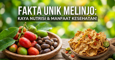 Fakta Unik Melinjo: Kandungan Gizi Menyeluruh dan Beragam Manfaat Kesehatan yang Belum Banyak Diketahui Fakta Unik Melinjo: Kandungan Gizi Menyeluruh dan Beragam Manfaat Kesehatan yang Belum Banyak Diketahui