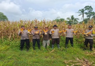 Polsek Petir Panen Jagung di Lahan 1,5 Hektare, Wujud Nyata Dukung Ketahanan Pangan Nasional Polsek Petir Panen Jagung di Lahan 1,5 Hektare, Wujud Nyata Dukung Ketahanan Pangan Nasional