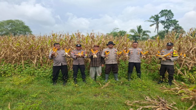 Polsek Petir Panen Jagung di Lahan 1,5 Hektare, Wujud Nyata Dukung Ketahanan Pangan Nasional Polsek Petir Panen Jagung di Lahan 1,5 Hektare, Wujud Nyata Dukung Ketahanan Pangan Nasional